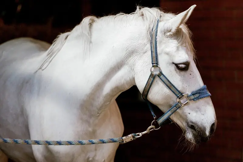 Белая лошадь в конюшне Few Horses